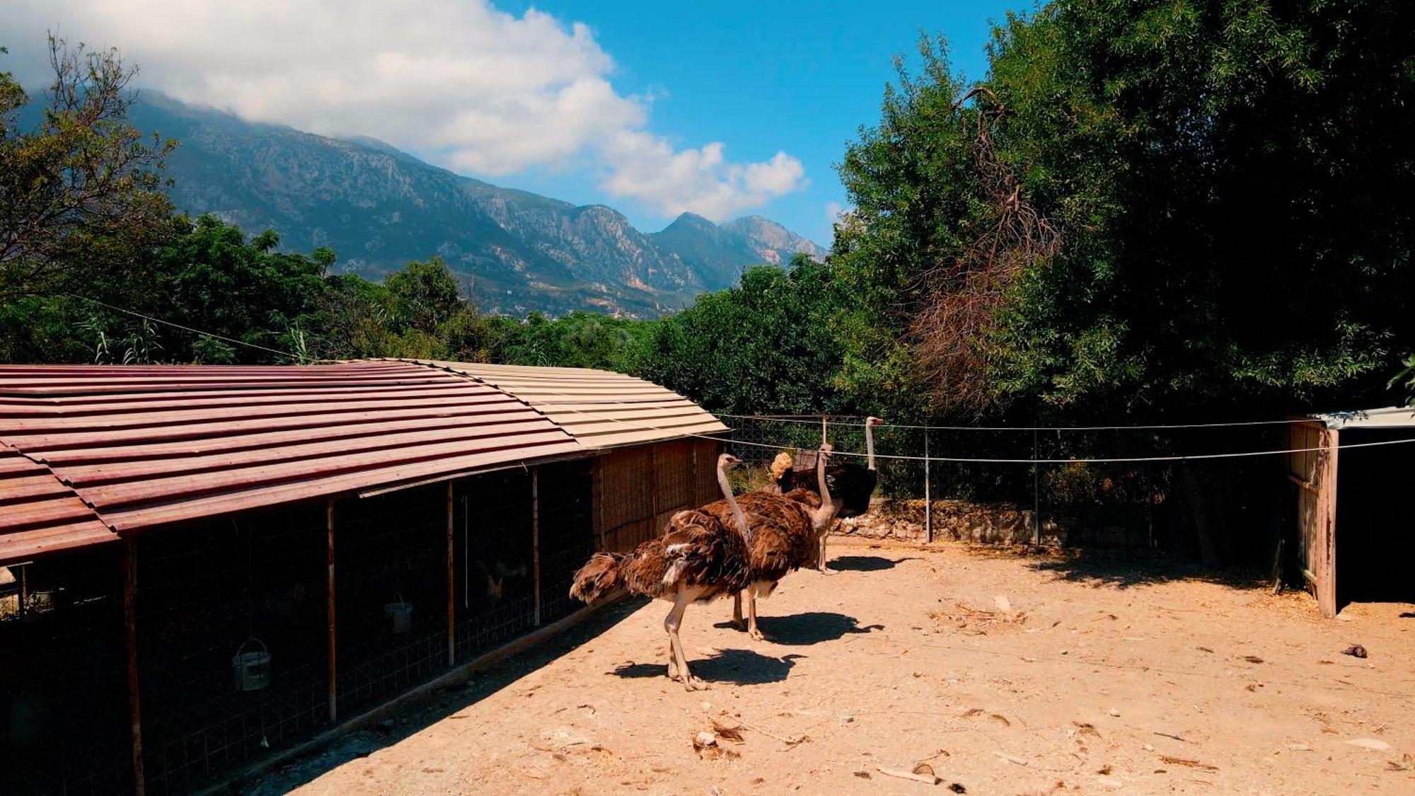 Almond Holiday Village Kyrenia  Extérieur photo